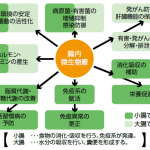 腸内微生物叢（腸内フローラ）の働き