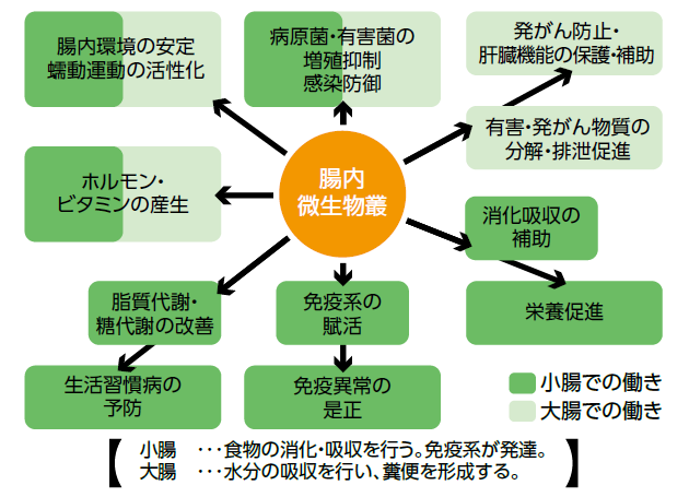 腸内微生物叢（腸内フローラ）の働き